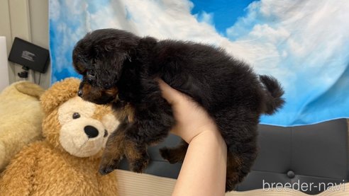 成約済の兵庫県のポメプー:ポメラニアン×トイプードル-317140の7枚目